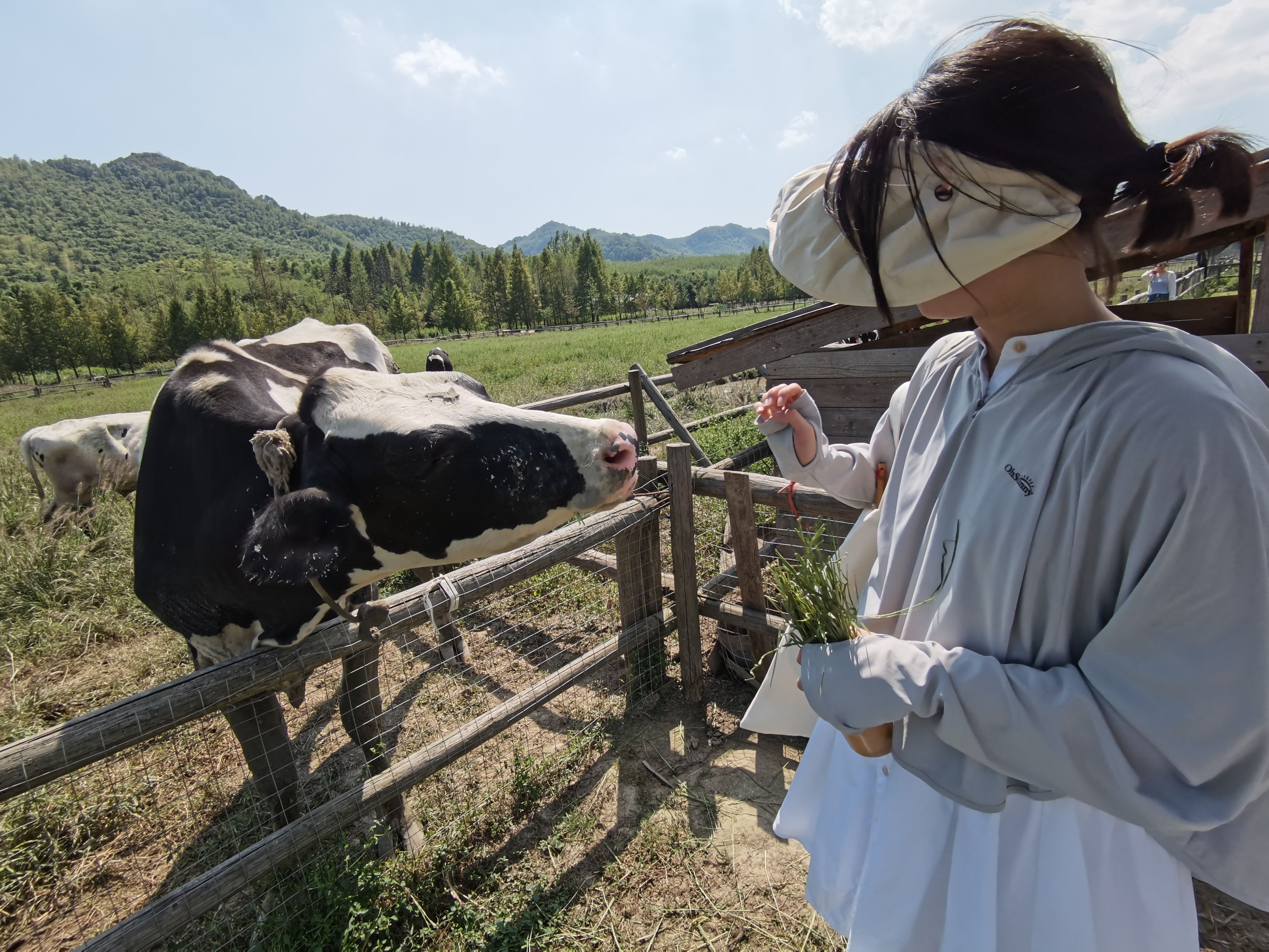 喂牛～～哞～～